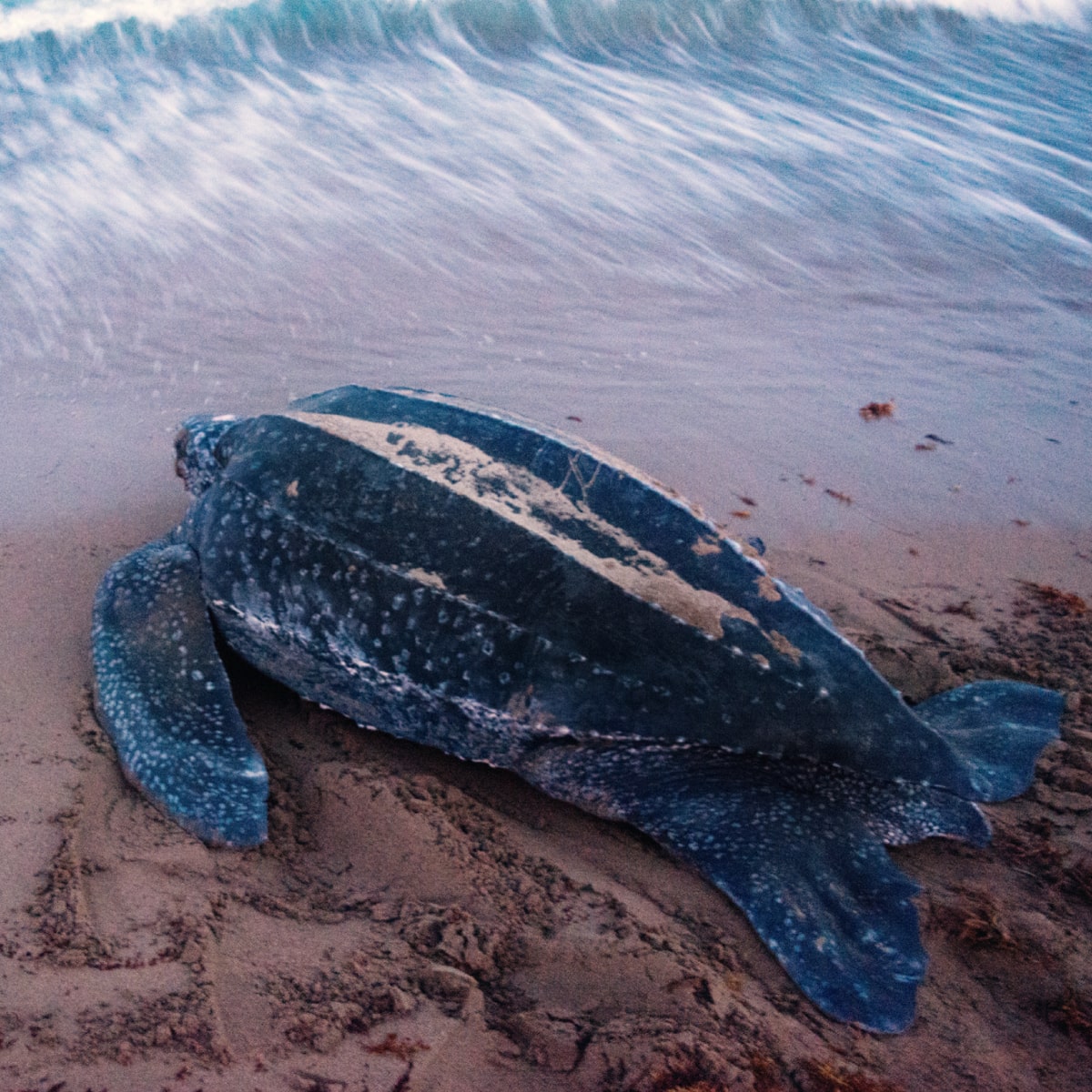 NOGU X SEA TURTLE CONSERVANCY