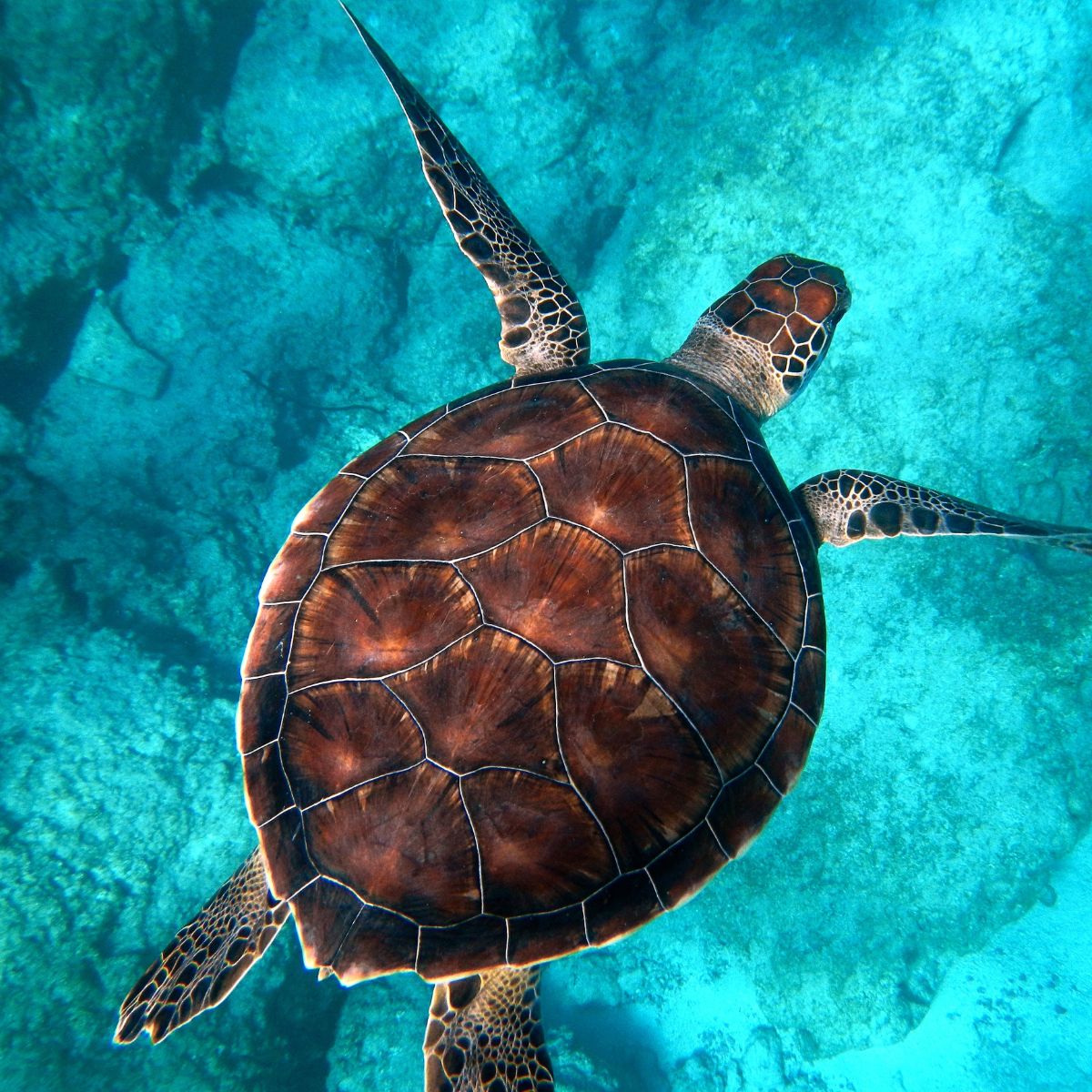NOGU X SEA TURTLE CONSERVANCY