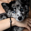 Crystal Pup Paw Collection
