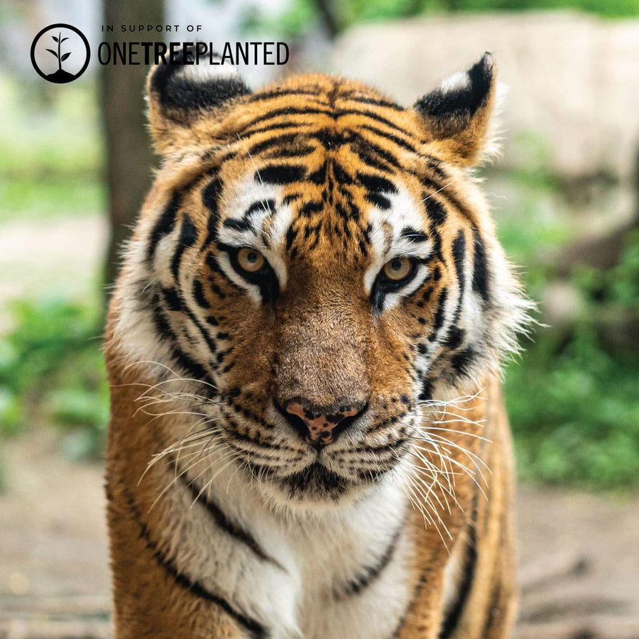 ONE TREE PLANTED KISMET LINKS