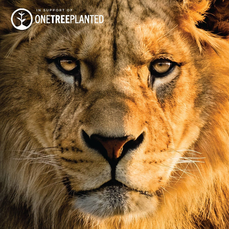 Lion Links | Original Kismet Bracelet | Black x Gold