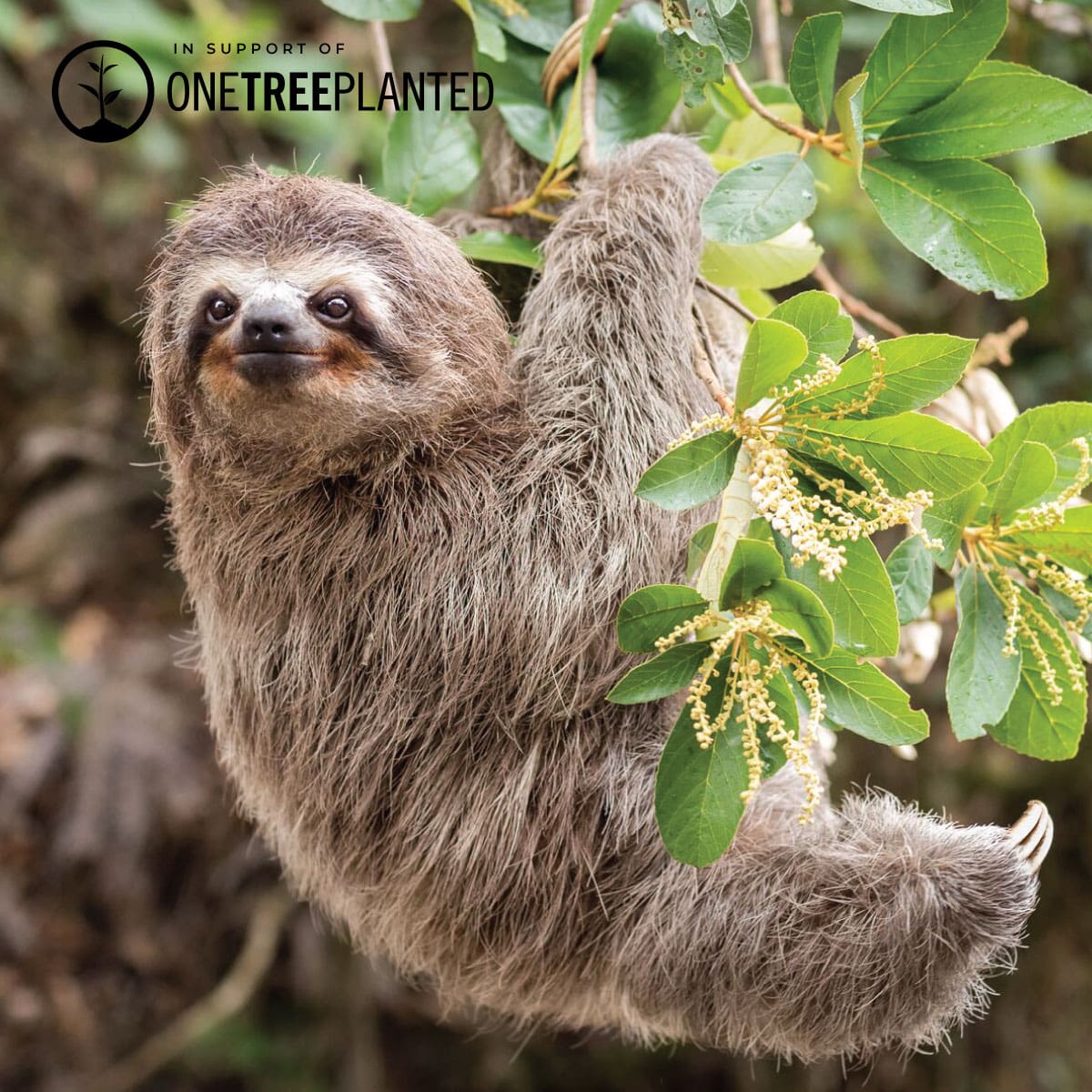 Tree Sloth Links | Original Kismet Bracelet | White x Rose Gold
