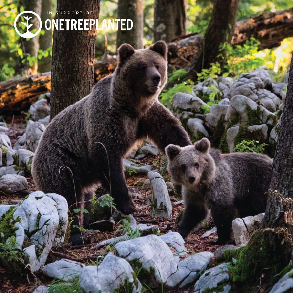 Grizzly Bear Links | Mini Kismet Bracelet | Brown x Silver