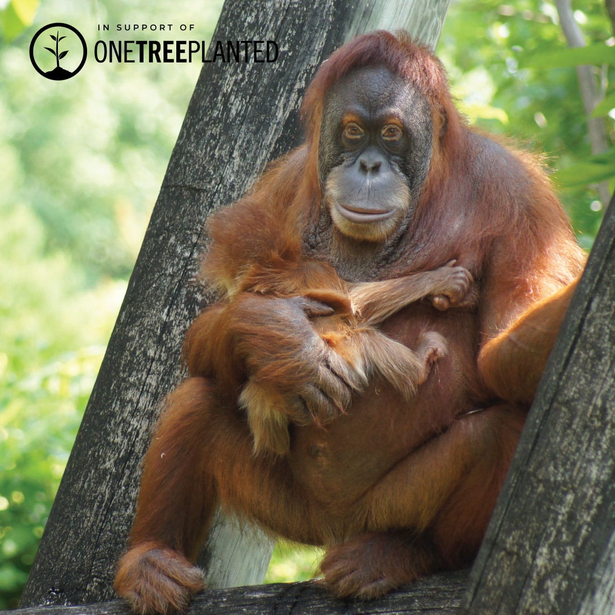 Orangutan Links | Mini Kismet Bracelet | Orange x Silver