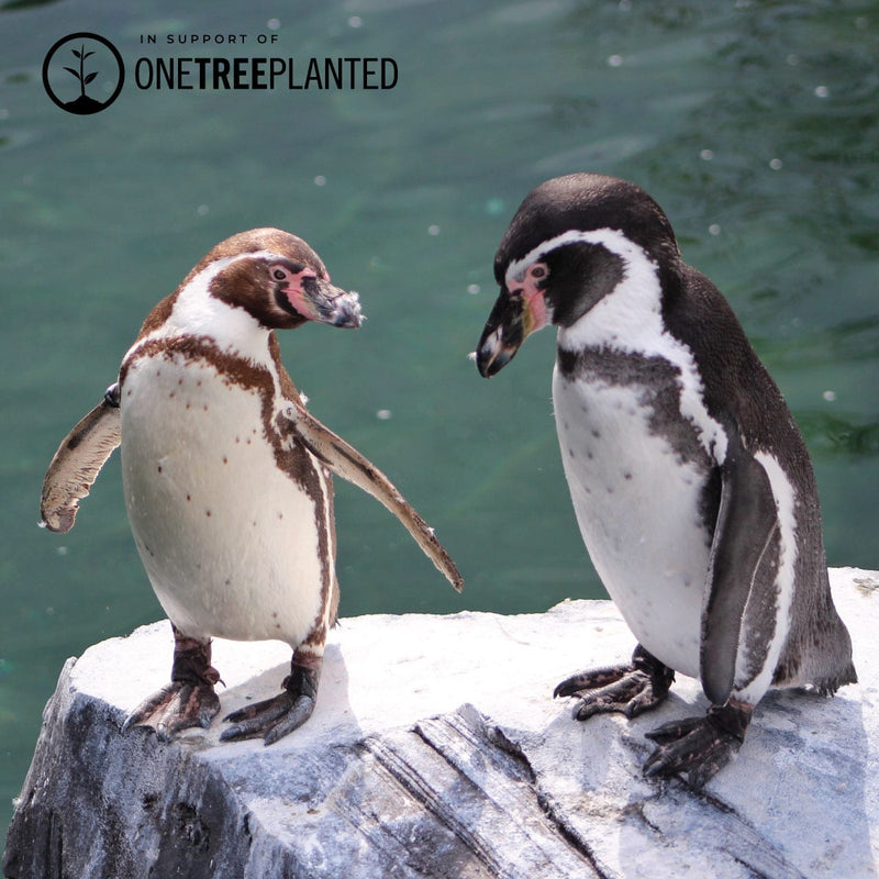 Penguin Links | Mini Kismet Bracelet | Coral x Silver