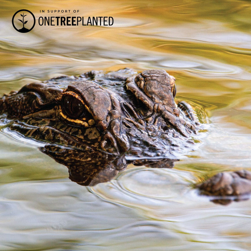 Crocodile Links | Mini Kismet Bracelet | Mint Green x Silver