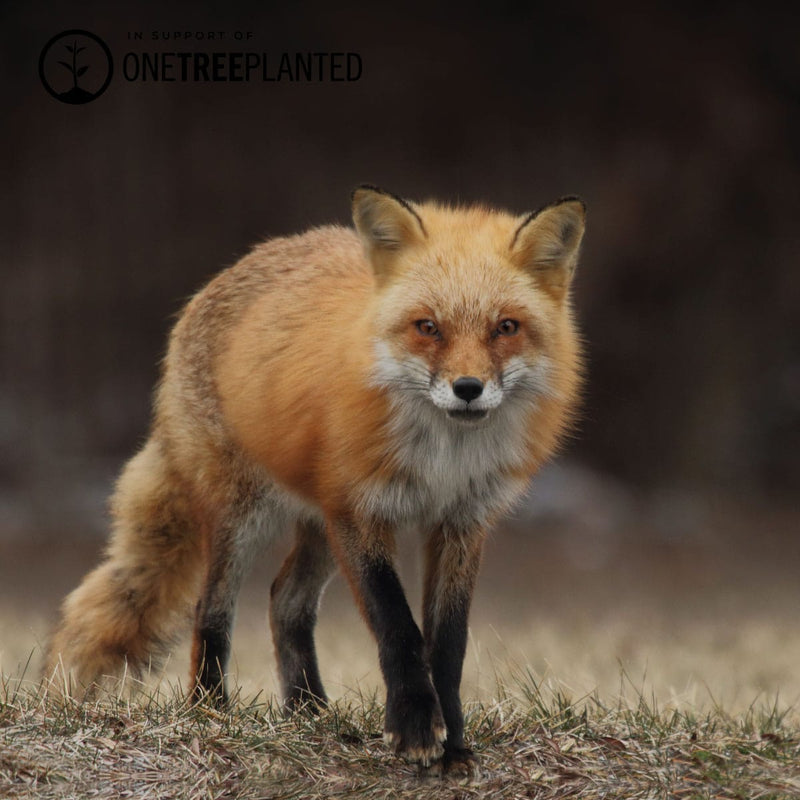 Red Fox Links | Mini Kismet Bracelet | Burgundy x Silver